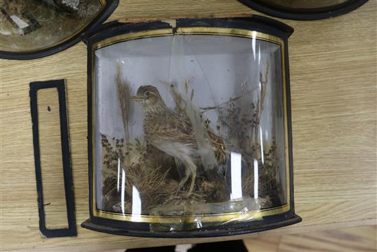 Five Victorian cases of taxidermy including a swift, a bat, etc.